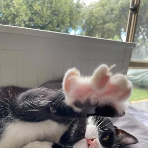 Kit