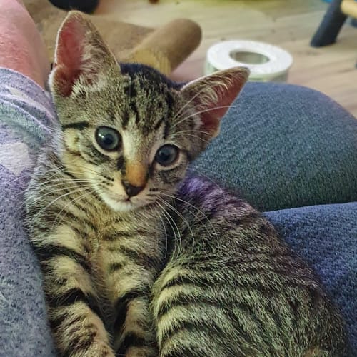 Flynn 