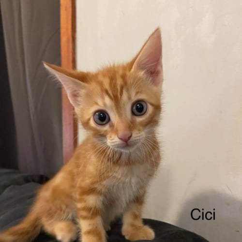 Cici