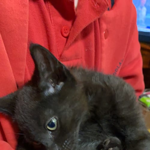 Darth