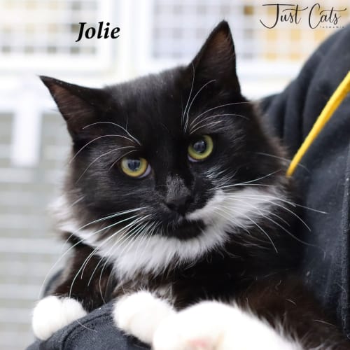 Jolie