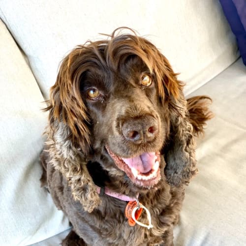 Bonnie