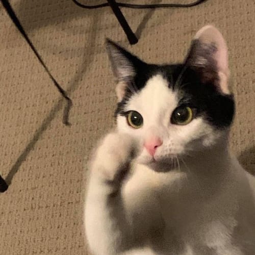 Little Kitty