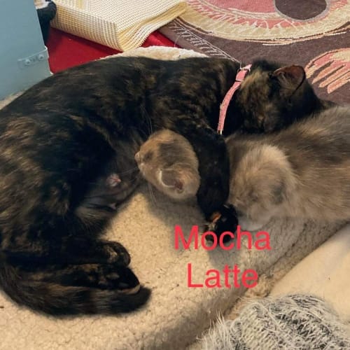 Mocha