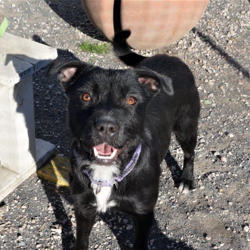Koda