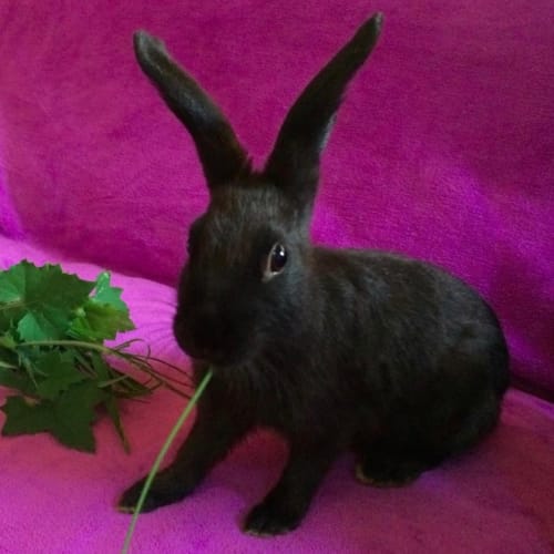 Benedick Kitt with Oberon Kitt