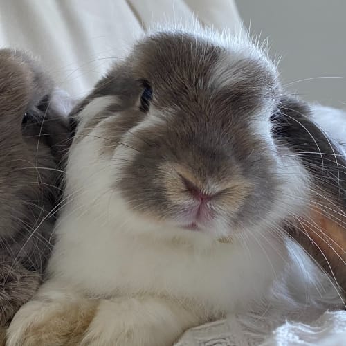 Chips (with Nuggets)  