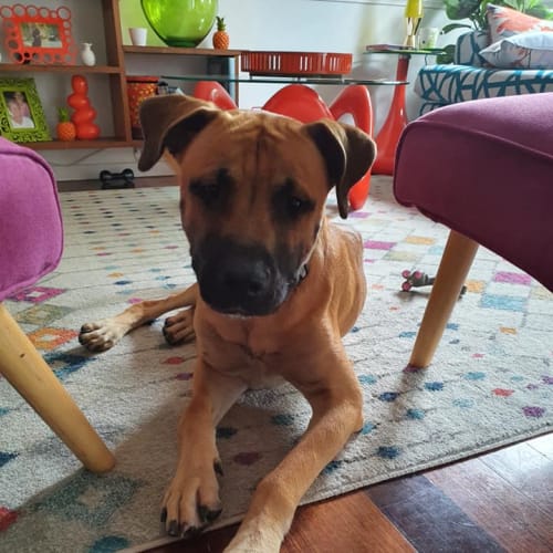 Brutus