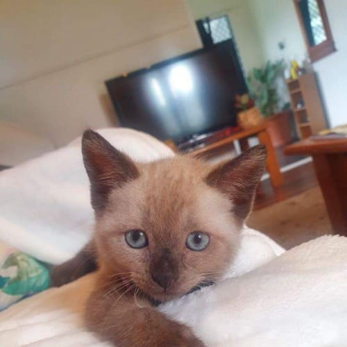 Cayenne