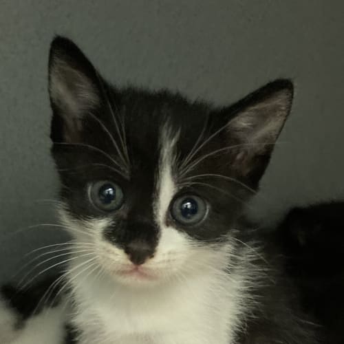 Felix