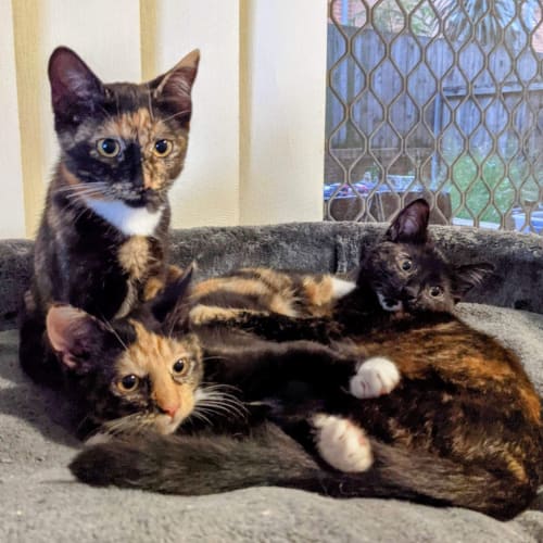 Mocha $50