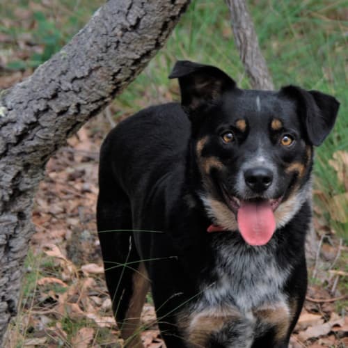 Rosco