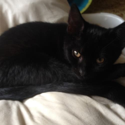 Salem