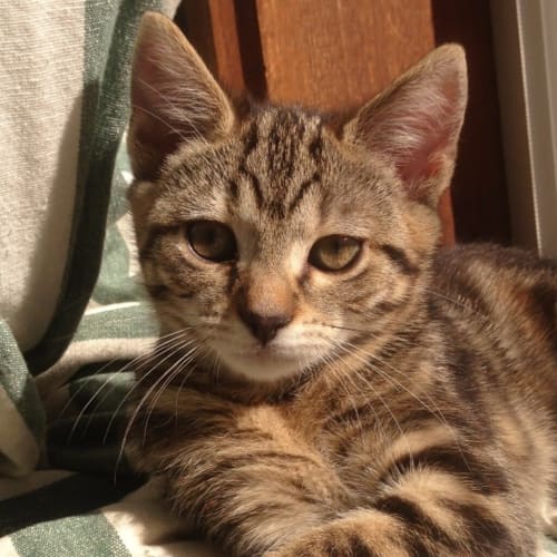 Princess Tigerlily