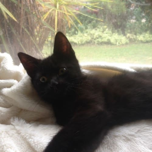 Toothless