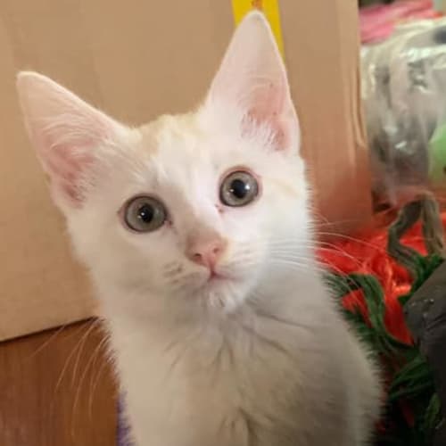 Ziggy