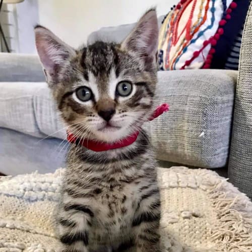 Zali