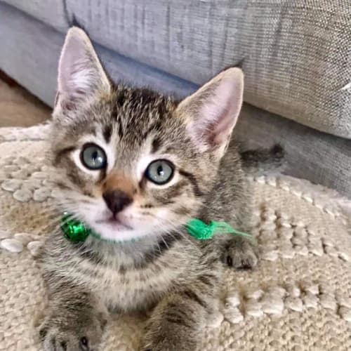 Zsa