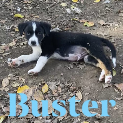 Buster