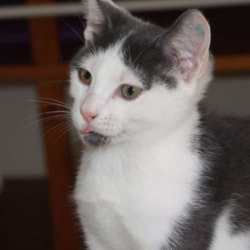 Gus