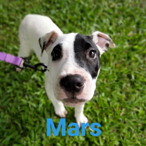 Mars