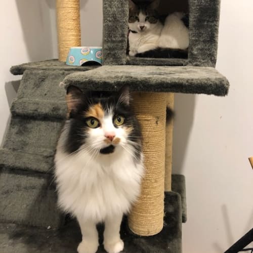 Bonnie and Sheeba