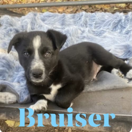 Bruiser 