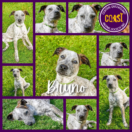 Bruno