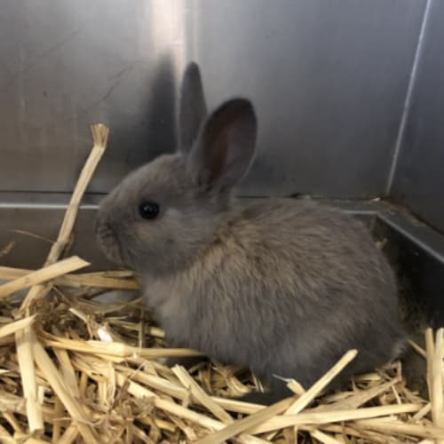 Jumptoo (with Hoptoo) 