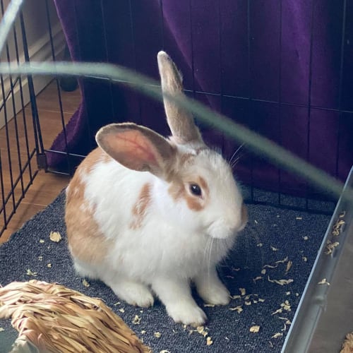 Toastie (with Mulberry) 