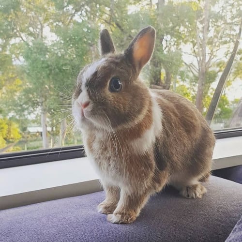 Toffee boy (with Coco girl)