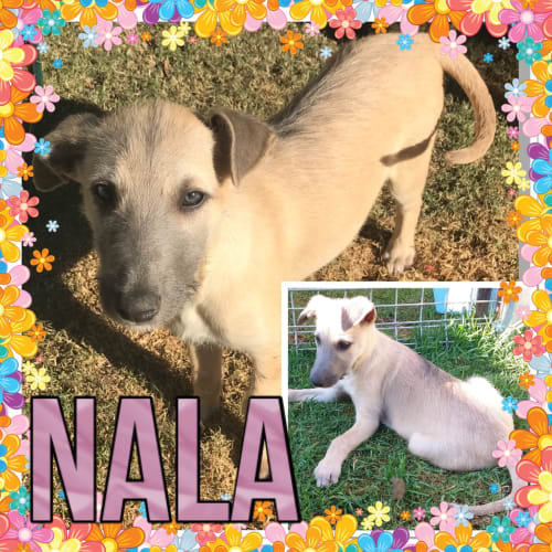 Nala