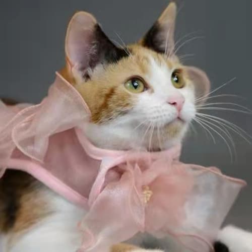 Calico