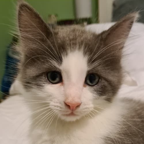 Nimbus