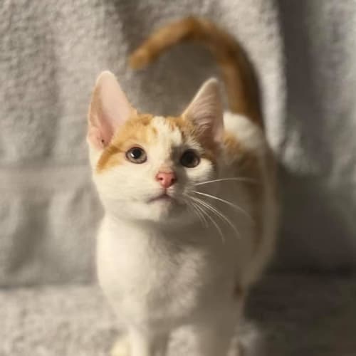 Finley (Petstock)