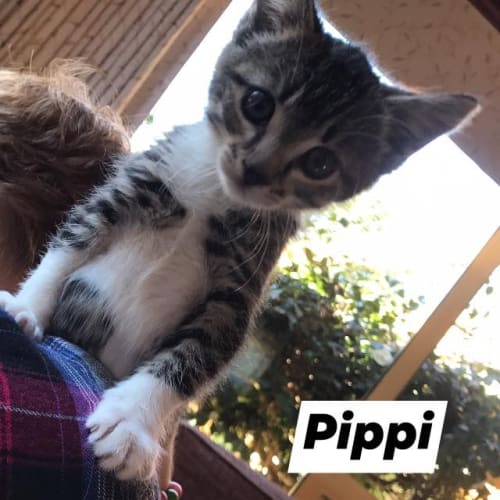 Pippi
