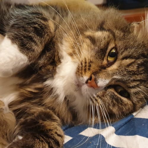 Mr Rowdy