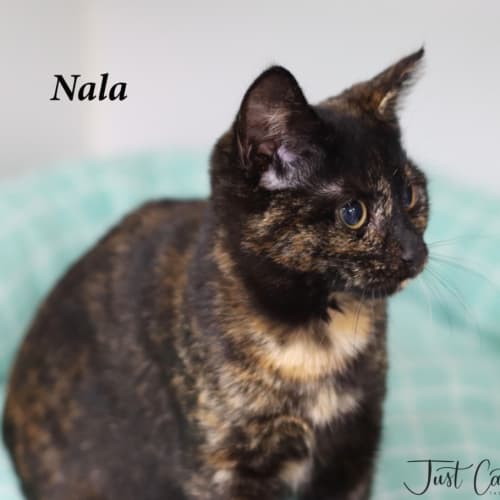 Nala
