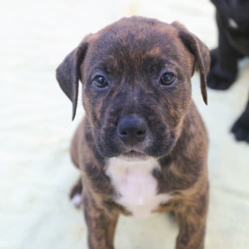 Winston