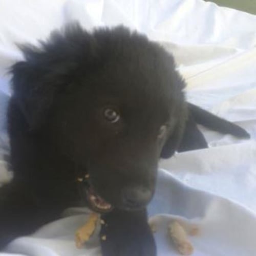 Sam