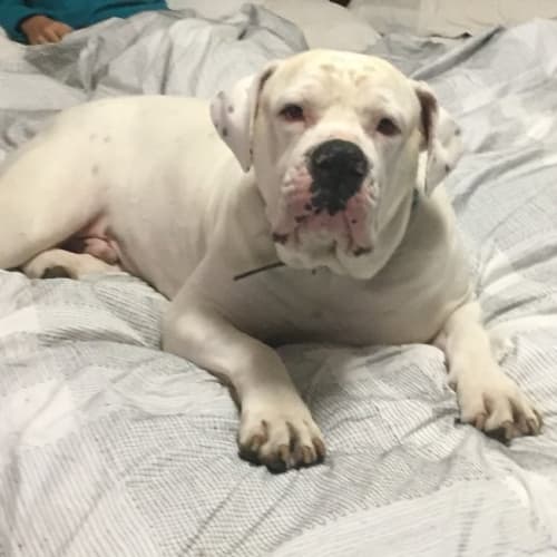 Milo