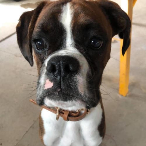 Winston