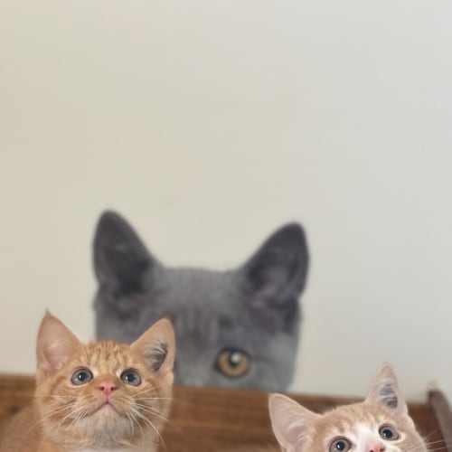 Cheezle