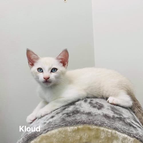 Kloud