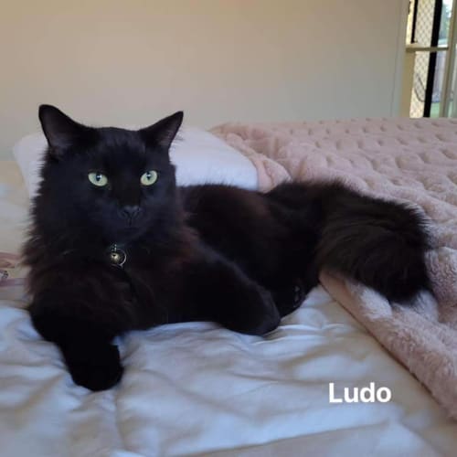 Ludo