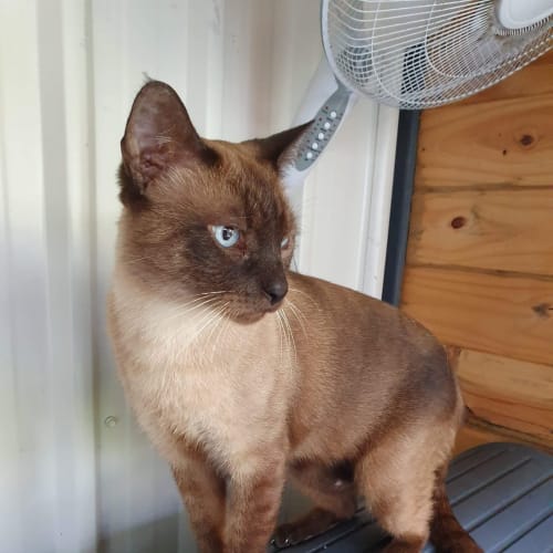 Rigby