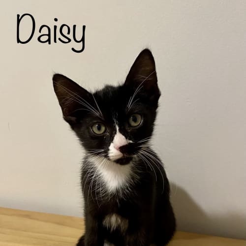 Daisy