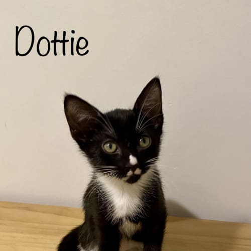 Dottie