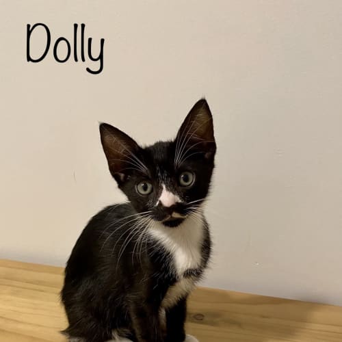 Dolly