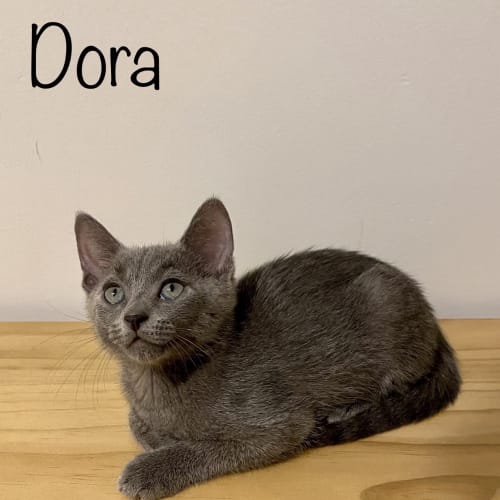 Dora